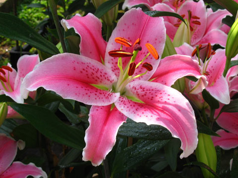 Hoa lily với mùi hương quyến rũ sẽ là món quà hoàn hảo cho tình yêu và biểu tượng cuộc sống vĩnh hằng
