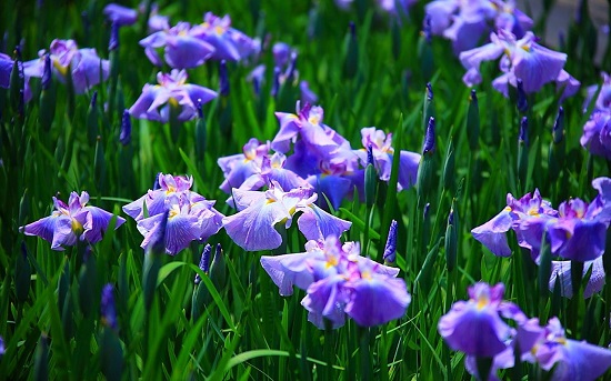 Hoa diên vĩ hay còn có cái tên là Iris chính là loài hoa thể hiện niềm tin sự hy vọng, khôn ngoan, lòng dũng cảm