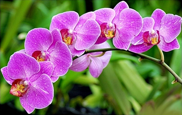 Với vẻ đẹp thanh cao tinh tế của loài hoa sẽ mang đến ý nghĩa về tình yêu, sự thành công và vẻ đẹp