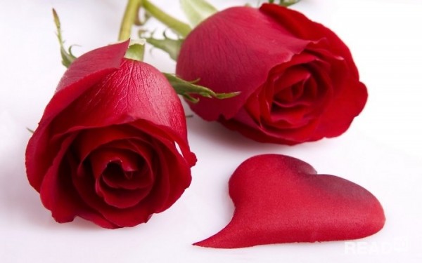 Đặt những bông hoa hồng tươi thắm trong tủ quần áo để tạo bất ngời cho bạn gái