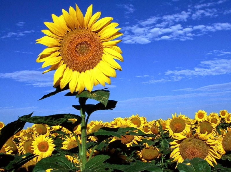 Hướng dương chính là loài hoa luôn hướng về mặt trời thể hiện cho tình yêu ấm nóng