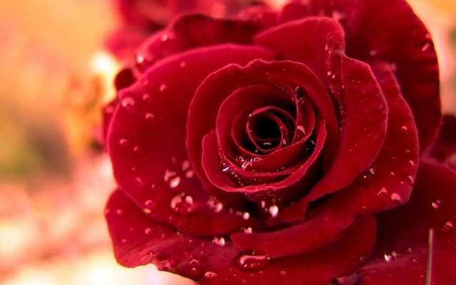  Hoa hồng chính là loài hoa vô cùng xinh đẹp và có rất nhiều màu sắc khác nhau