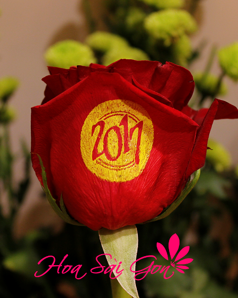 Hãy dành tặng đóa hoa hồng biết nói Xuân an lành cho những người thương yêu của mình bạn nhé!