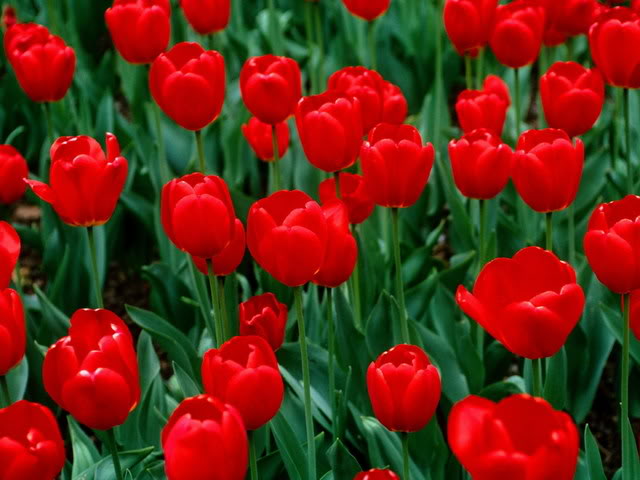 Red Tulip (Tulip đỏ)