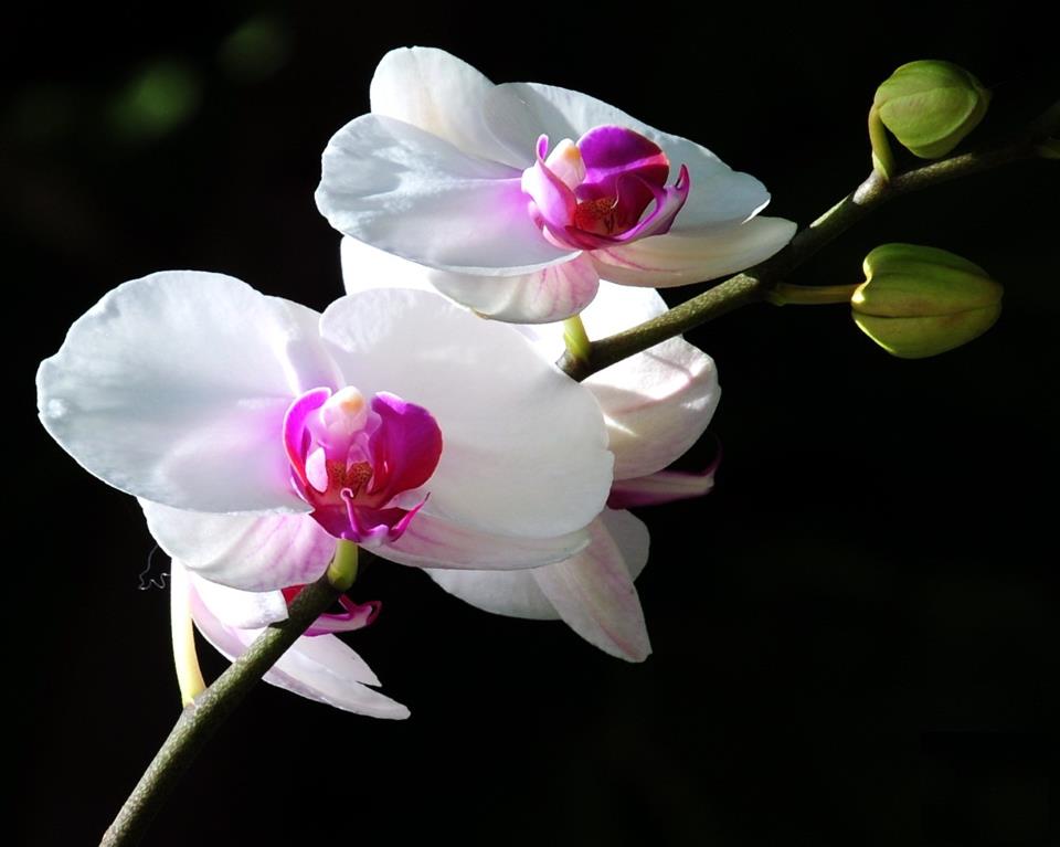 Hoa lan màu trắng
