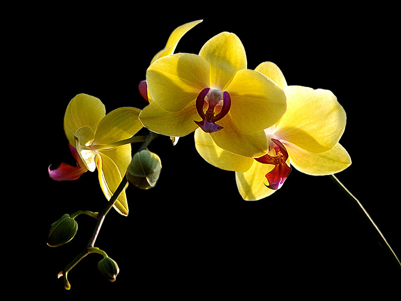Hoa lan màu vàng