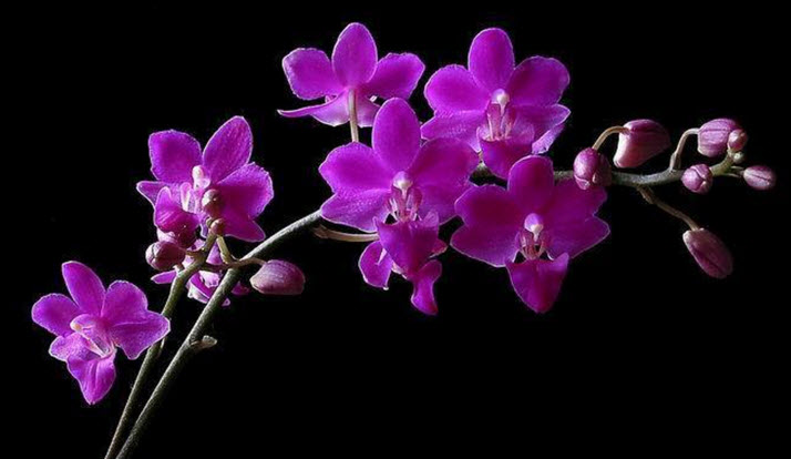 Hoa lan màu tím