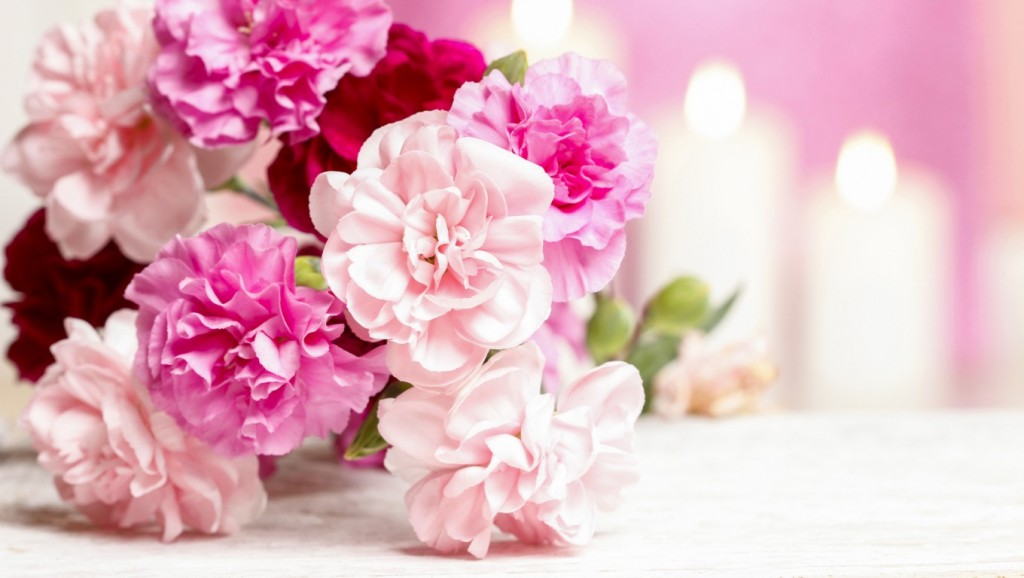 Hoa cẩm chướng là hoa được biết đến với ý nghĩa bày tỏ tình cảm và sự kính mến