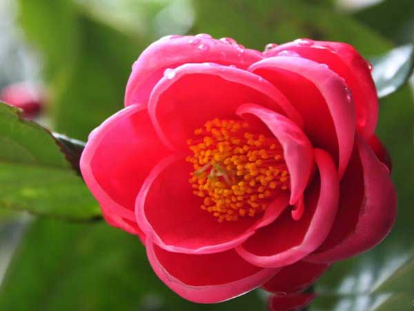 Hoa hải đường là loài hoa của mùa xuân