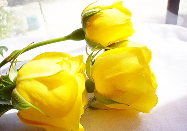 Nhưng nếu bạn sợ người nhận hiểu lầm về tình cảm của mình thì có thể chọn một bó hoa hồng vàng thể hiện cho một tình bạn tươi đẹp