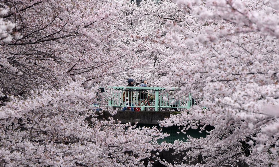 Nét văn hoá “Ngắm hoa anh đào” của người Nhật