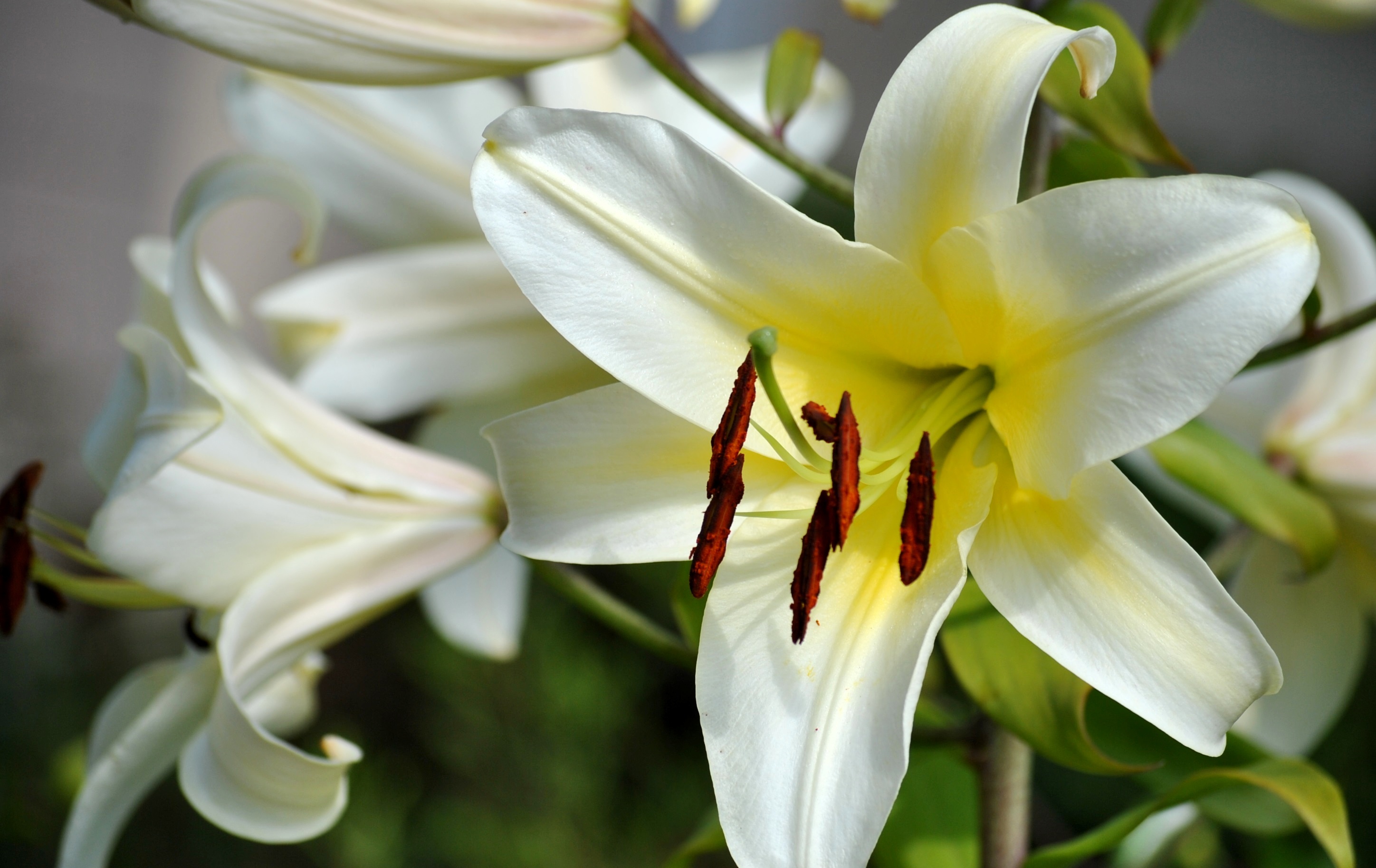 Hoa Lily mang những ý nghĩa đầy bí ẩn