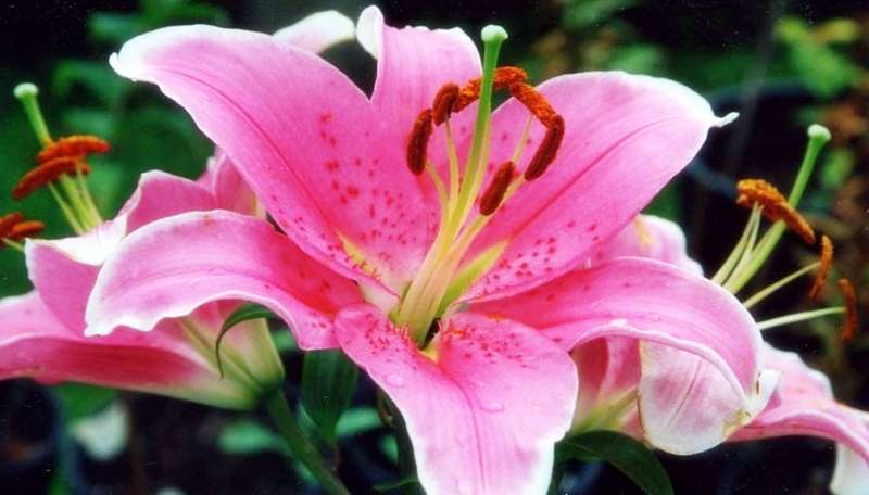 Hoa Lily biểu tượng cho sự giàu sang và lòng kiêu hãnh