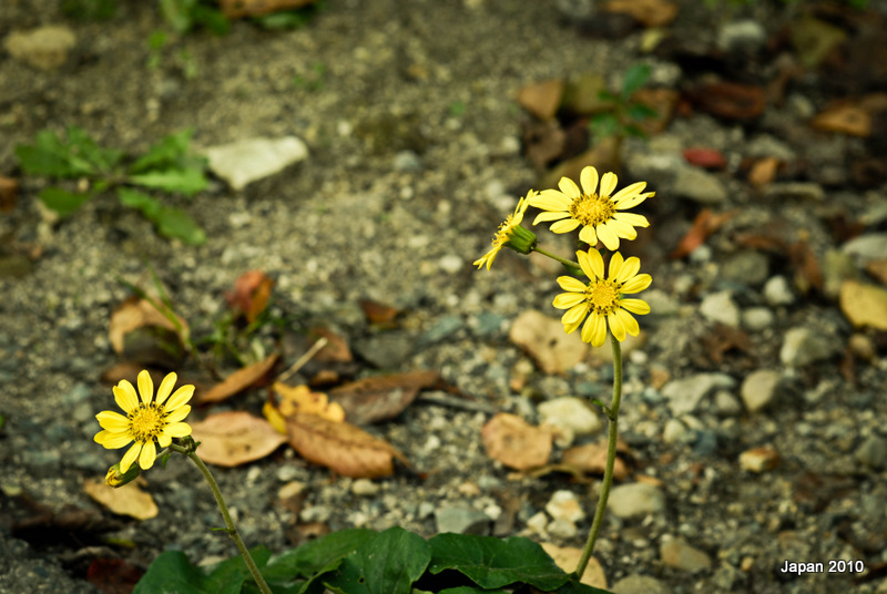Cập nhật 59+ về hình ảnh hoa dại buồn mới nhất - cdgdbentre.edu.vn