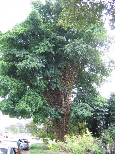 Cây Sala cao to thân gỗ cứng