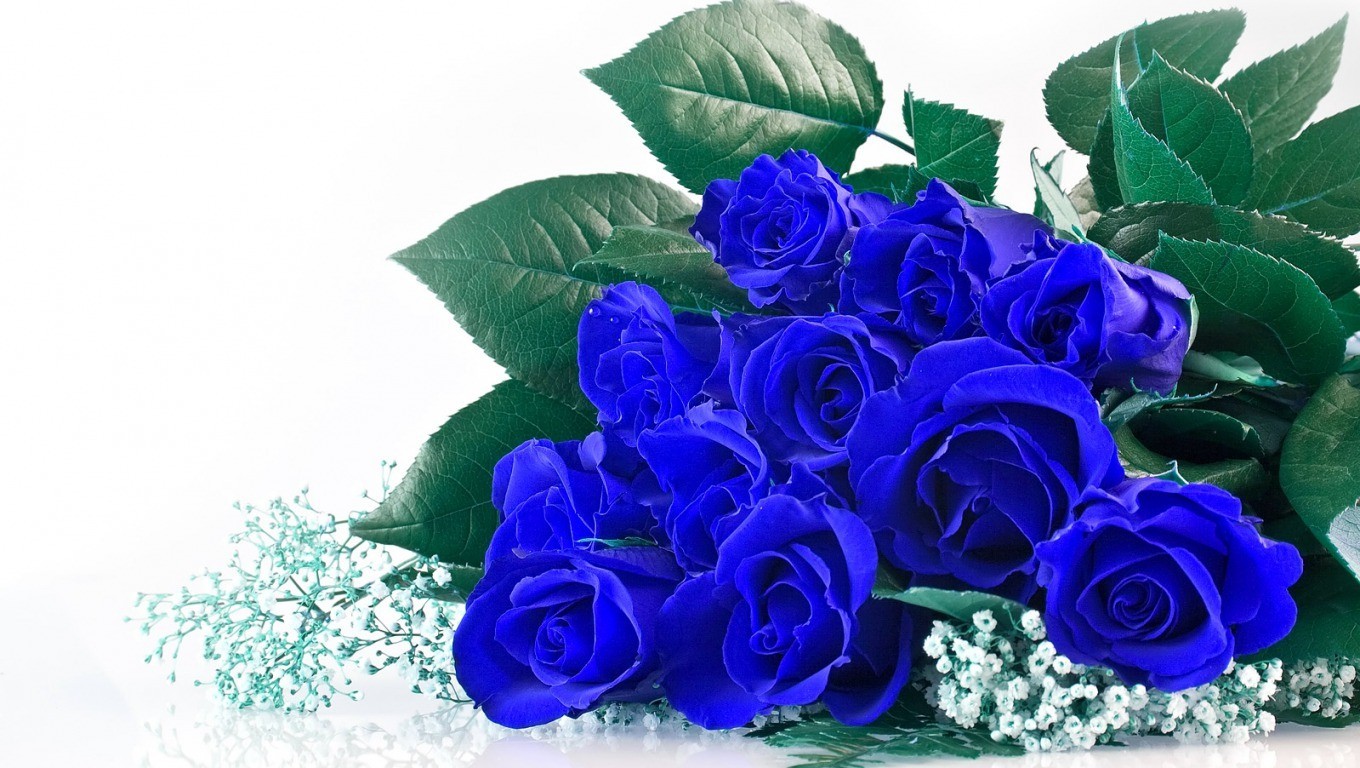 Hoa hồng xanh dương là đại diện cho tình yêu bất diệt, một tình yêu chung thủy và bền lâu theo thời gian