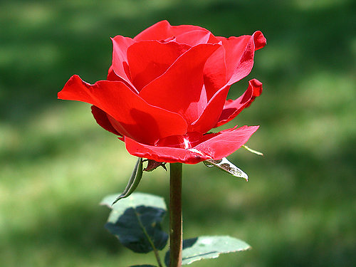 Hình ảnh hoa hồng đỏ (hoa hồng nhung)