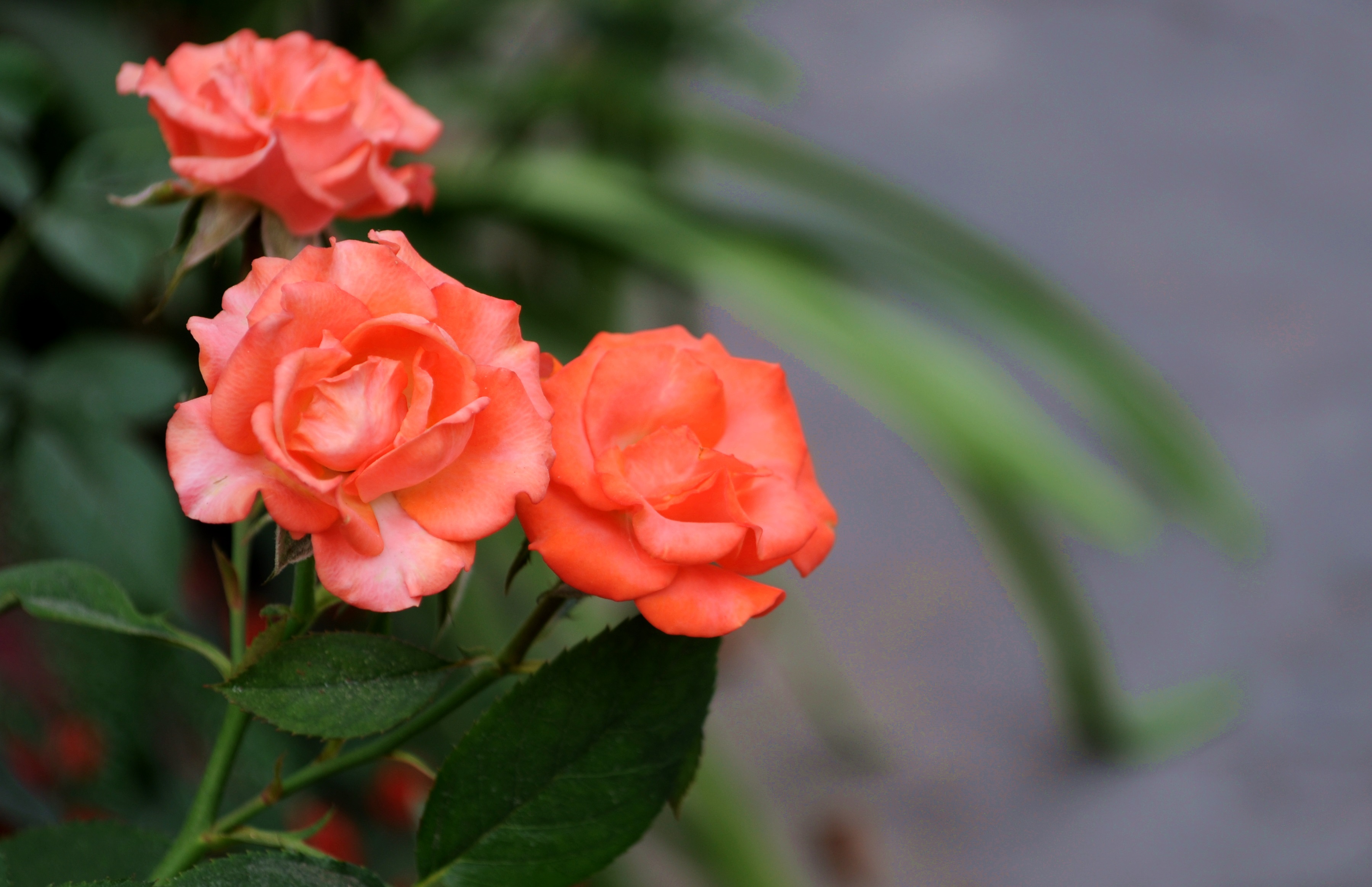 Hoa hồng tỉ muội tượng trưng cho một mối quan hệ thân thiết, gắng bó, bền chặt giống như chính tên gọi của nó