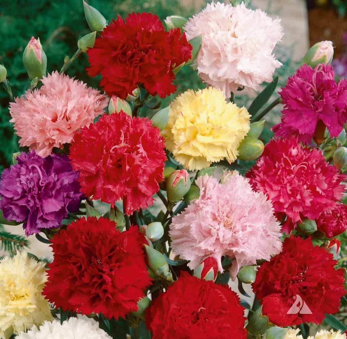 Hoa cẩm chướng được biết đến như một loài hoa của mẹ bởi vì nó thể hiện sự kính trọng và biết ơn
