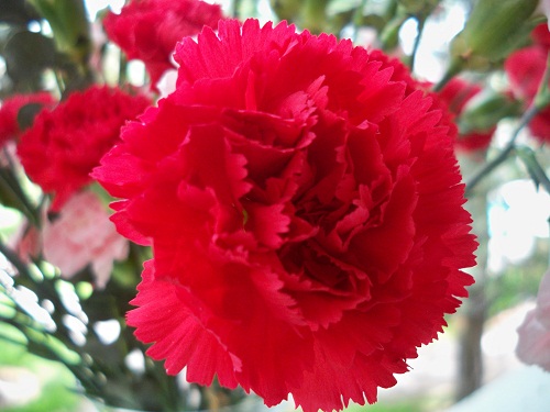 Hoa cẩm chướng màu đỏ tượng trưng cho sự ngưỡng mộ và tình yêu thương sâu sắc