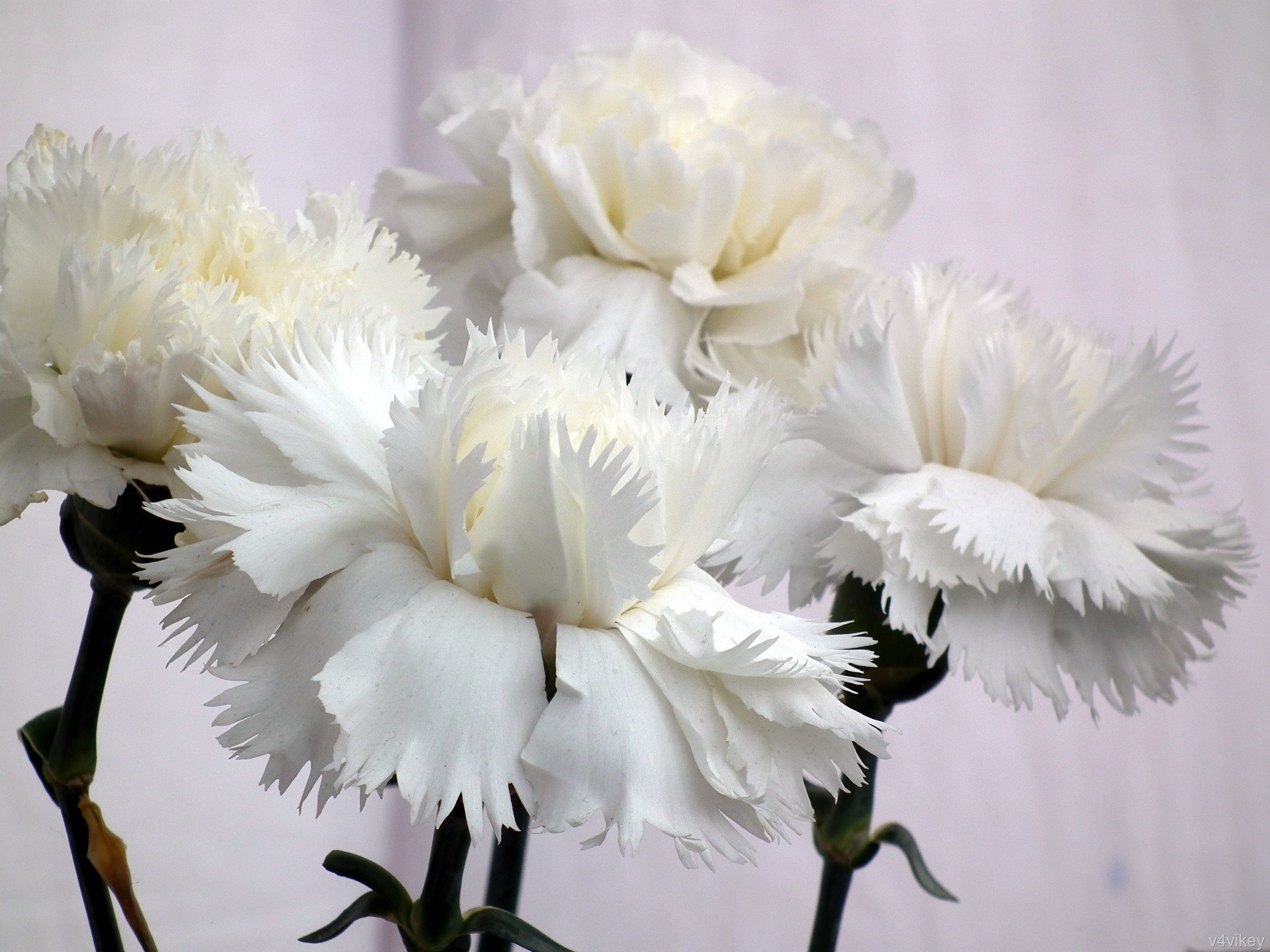 Cẩm chướng có mùi thơm lâu dài và ngọt rất thích hợp dùng làm hoa đám tang