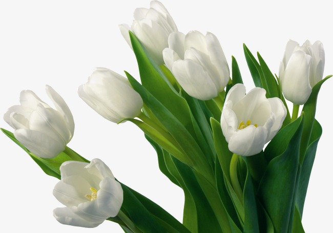 Hoa thủy hoa tulip như lời động viên đến gia quyến người đã khuất