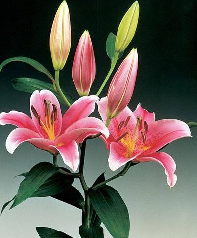 Hoa lily