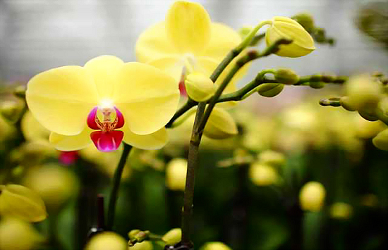 Hoa lan hồ điệp màu vàng
