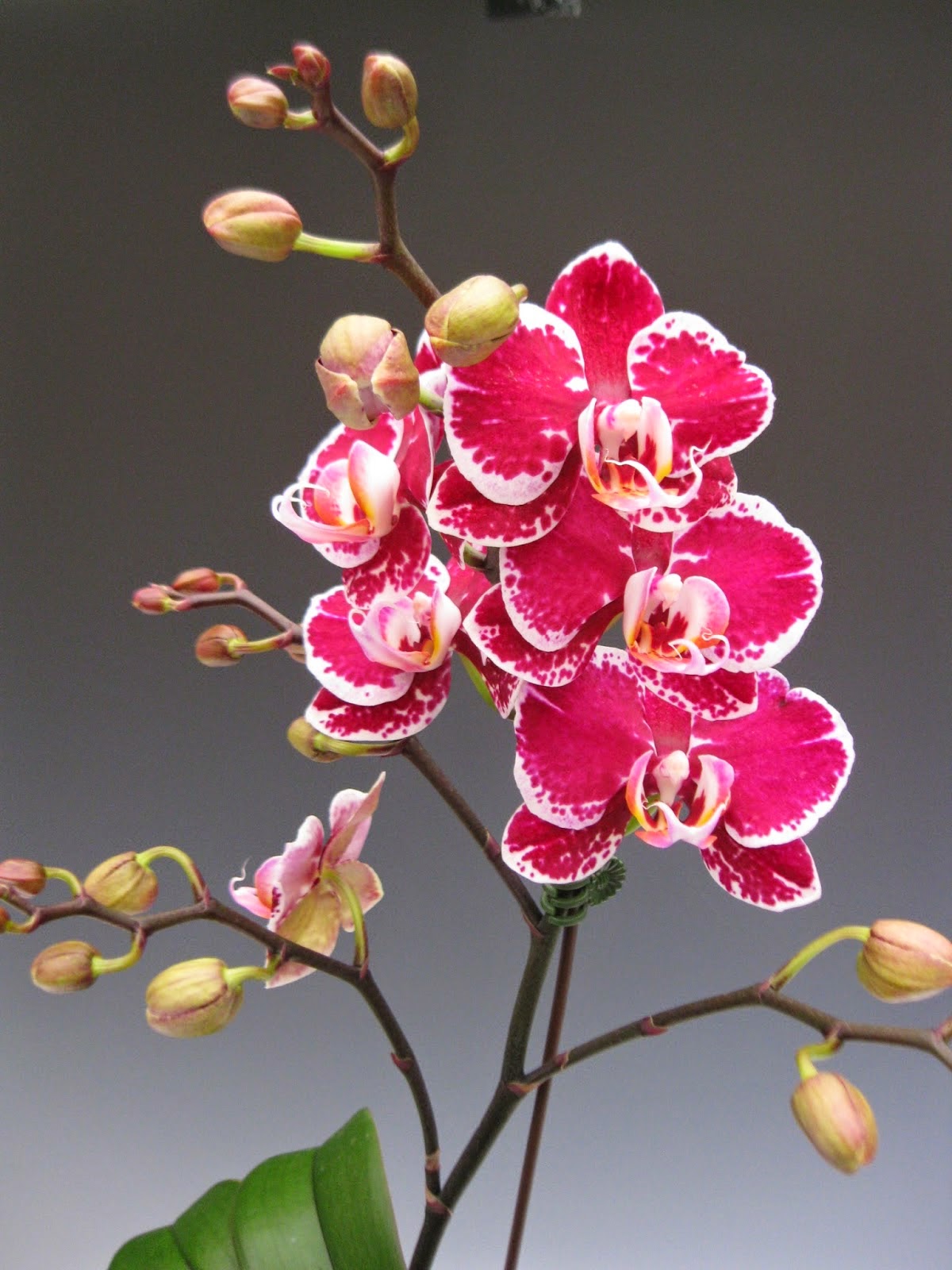 Cây lan hồ điệp có tên khoa học là Phalaenopsis sp, đây là loại lan có hoa lớn, đẹp và bền