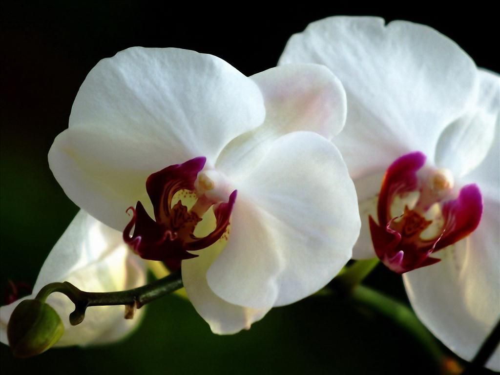 Top 88+ tải hình ảnh hoa lan đẹp nhất không thể bỏ qua - Tin Học Vui