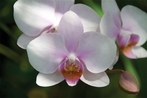 Hoa lan hồ điệp tượng trưng cho sự hoàn thiện và sắc đẹp