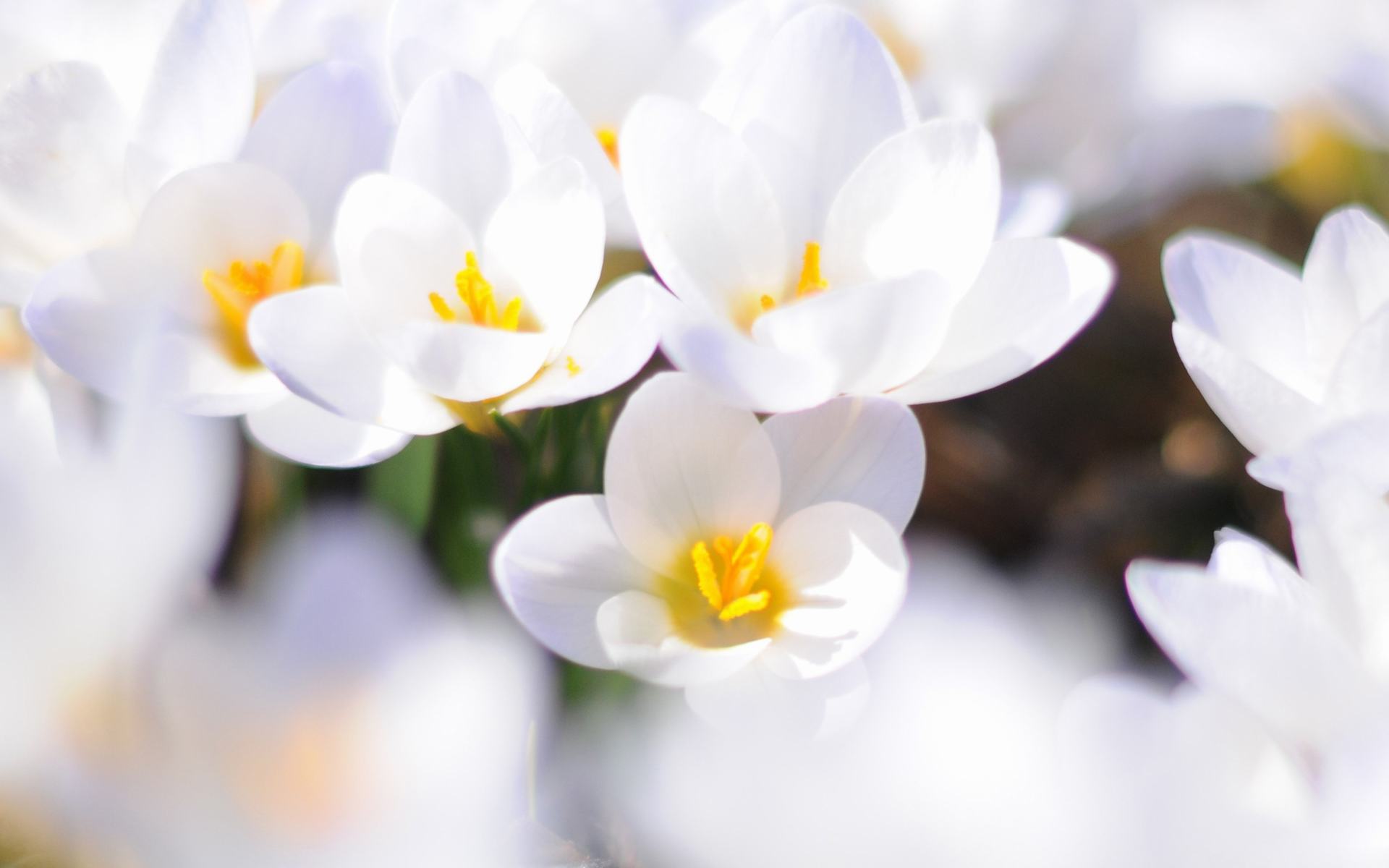 Hình nền  Hoa Vĩ mô những bông hoa màu trắng Phấn hoa Cánh hoa Worms  Eye View Hình nền máy tính thực vật có hoa Đóng lên Chụp macro Daisy  family