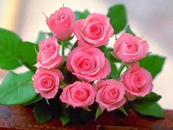 Hoa hồng là loài hoa được sử dụng rộng rãi làm quà tặng ngày sinh nhật