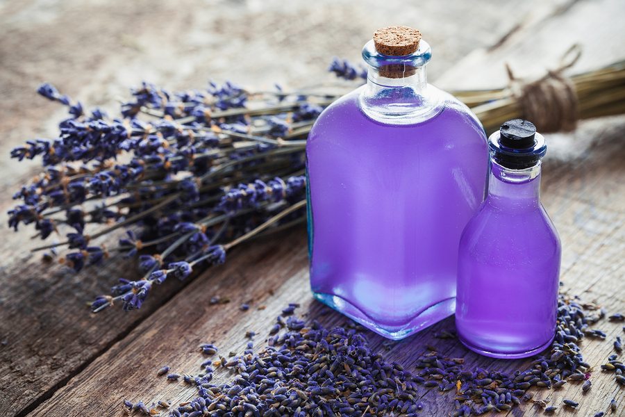Cũng nhờ vào mùi hương này mà lavender được dùng để chiết xuất tinh dầu làm nước hoa