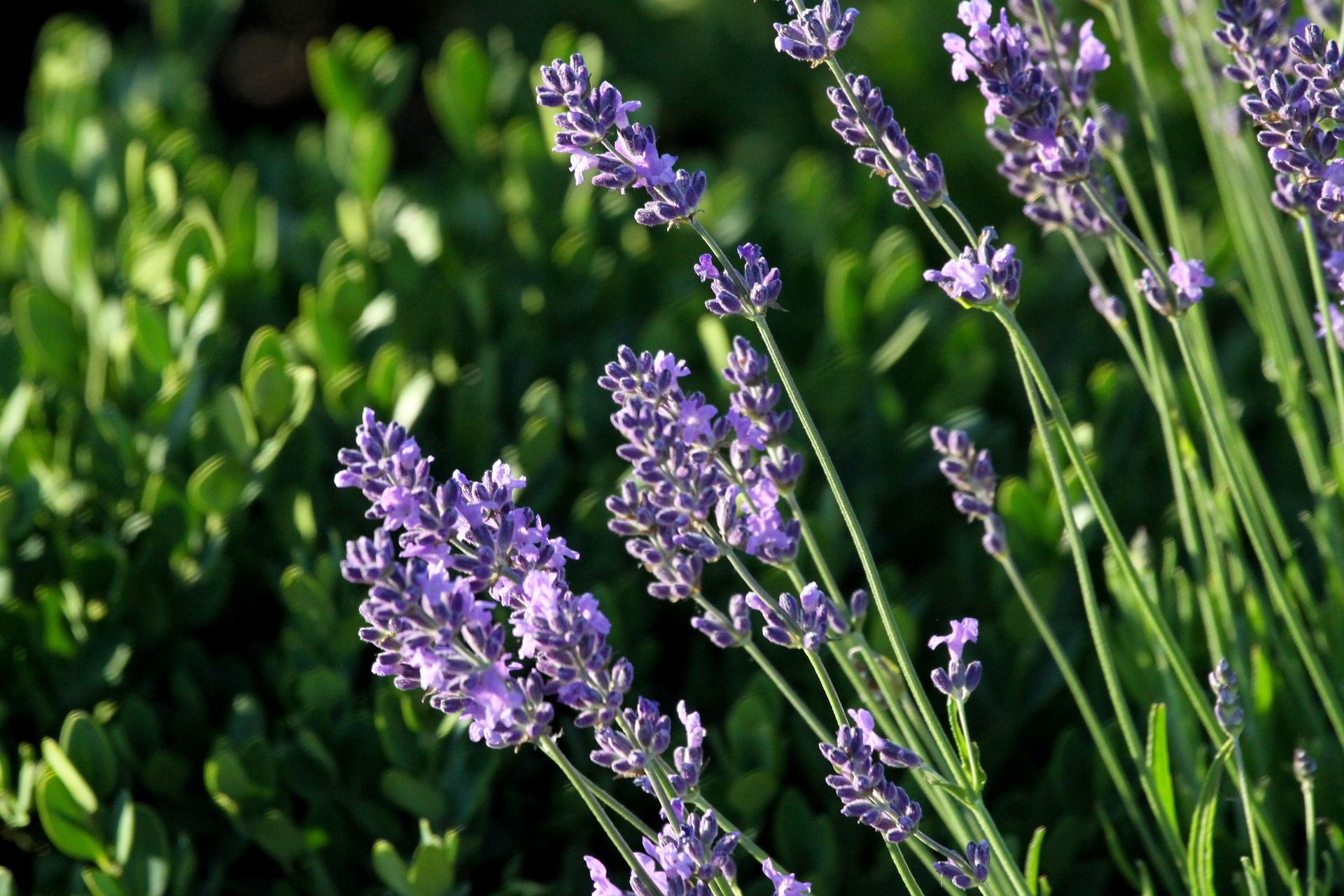 Màu tím của hoa lavender đại diện cho sự tinh tế, ân điển và sang trọng