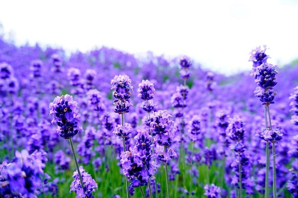 Bật mí những ý nghĩa của hoa lavender 