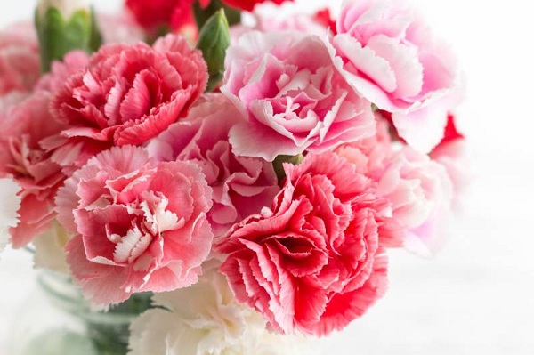 Hoa cẩm chướng là loại hoa tượng trưng cho ngày của mẹ ở Úc 