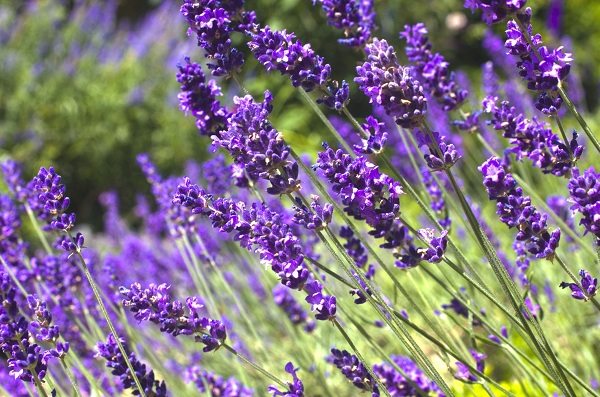 Chọn mua hoa lavender khô ở đâu chất lượng, giá tốt