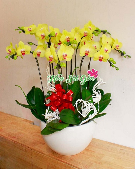 Hoa Lan Hồ Điệp là một loài hoa lâu tàn