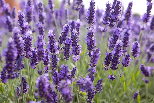 Dùng hoa lavender khô làm quà tặng sinh nhật bạn gái bạn sẽ gặp ngay những điều này