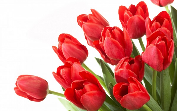 Hoa Tulip là lựa chọn lý tưởng để chọn làm quà tặng Valentine ý nghĩa dành tặng cho người bạn yêu quý