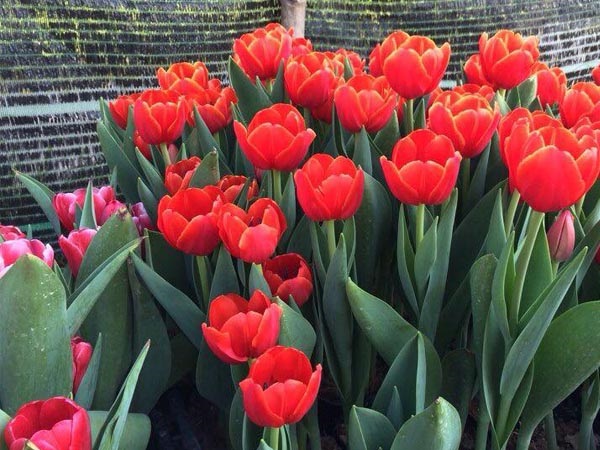 Hoa Tulip mang vẻ đẹp của sự sang trong từ hình thức cho đến ý nghĩa