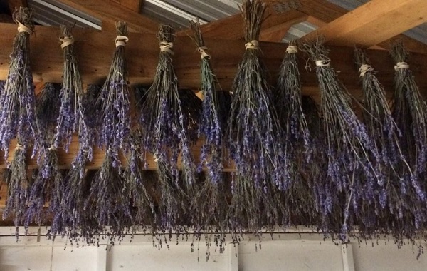  Nếu như hoa lavender bị ướt và ẩm mốc bạn có thể đem phơi hoa dưới nắng nhẹ 15 – 20 phút để hoa bền đẹp hơn