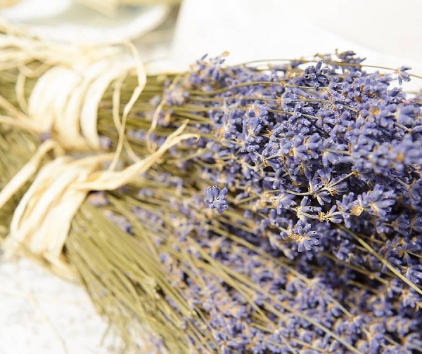 Hoa lavender nếu như được bảo quản đúng cách sẽ giữ được màu sắc, hương thơm quyến rũ