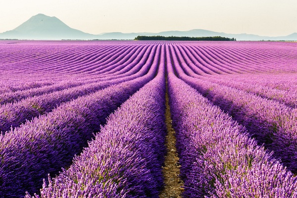 Làm thế nào để bảo quản lavender khô luôn thơm mới