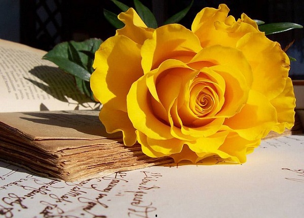 Hoa hồng vàng là tình yêu của sự thân thiện, thể hiện sự quan tâm lo lắng của bạn dành cho người khác