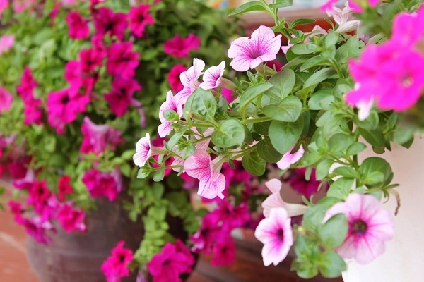 Hoa tươi dạ yến thảo mang trên mình sắc hồng tím mỏng manh tựa như những cánh bướm 