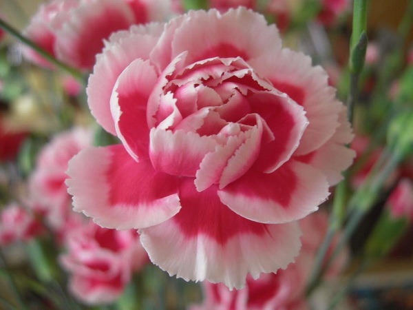 Nếu bạn là một cô nàng yêu hoa cẩm chướng