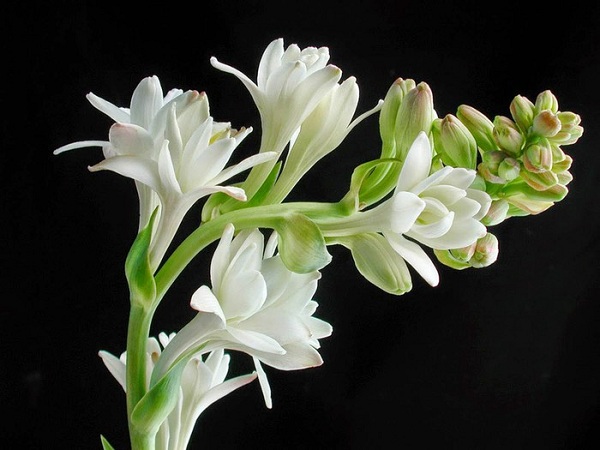 Hoa huệ tuy có ý nghĩa tượng trưng có sự thanh khiết, hơn nữa hoa huệ thường được sử dụng để cắm bàn thờ