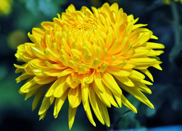 Theo phong thủy, hoa cúc vàng mang đến phúc lộc, sự hoan hỉ cả năm cho gia chủ